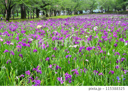 ハナショウブ、花菖蒲 ハナショウブ、花菖蒲 115388325