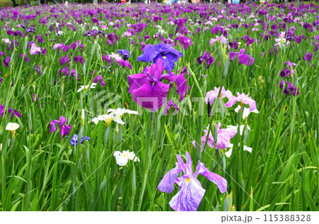 ハナショウブ、花菖蒲 115388328