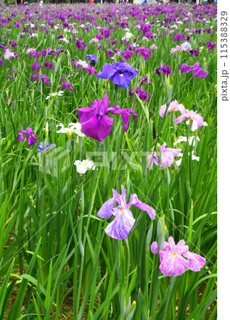 ハナショウブ、花菖蒲 ハナショウブ、花菖蒲 115388329