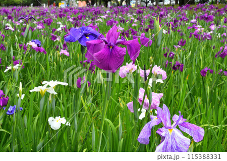 ハナショウブ、花菖蒲 ハナショウブ、花菖蒲 115388331