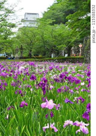 ハナショウブ、花菖蒲 115388332