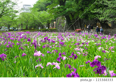 ハナショウブ、花菖蒲 115388333