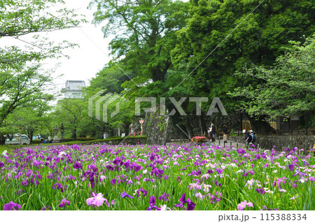 ハナショウブ、花菖蒲 115388334
