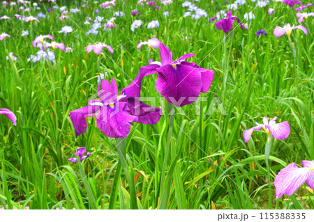 ハナショウブ、花菖蒲 ハナショウブ、花菖蒲 115388335