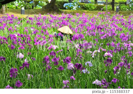 ハナショウブ、花菖蒲 ハナショウブ、花菖蒲 115388337