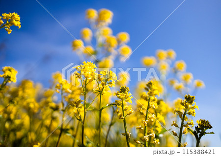 Canola plants on field with blue sky on background Canola plants on field with blue sky on background 115388421