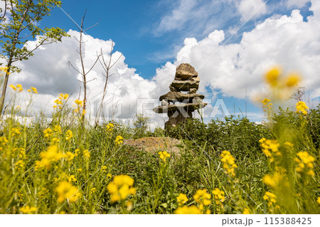 Canola plants on field with stones heap and clouds on blue sky on background 115388425