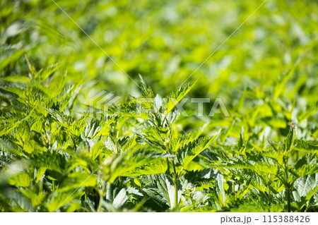 Fresh spring wilde nettles on field - nettle closeup Fresh spring wilde nettles on field - nettle closeup 115388426