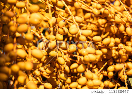Jelly palm fruits detail on tree Jelly palm fruits detail on tree 115388447