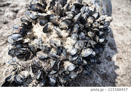Empty blue mussels on the bottom of sea buoy Empty blue mussels on the bottom of sea buoy 115388457