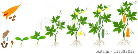 Cycle of growth of momordica charantia bitter melon plant on a white background. Cycle of growth of momordica charantia bitter melon plant on a white background. 115388818