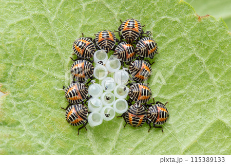 卵から孵化したばかりのキマダラカメムシ（幼虫） 115389133