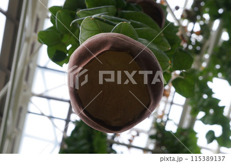沖縄の植物園 珍しい植物 沖縄の植物園 珍しい植物 115389137