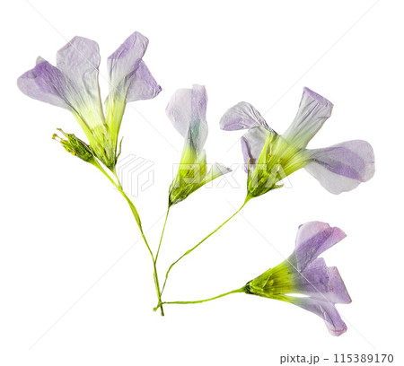 Oxalis flower. Dried buds. 115389170