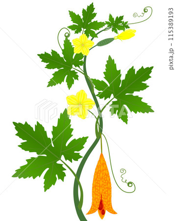 Momordica charantia bitter melon branch with fruit and flowers. 115389193