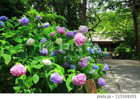 【山口県】阿弥陀寺のアジサイまつり（仁王門） 115389201