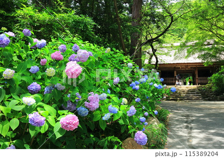 【山口県】阿弥陀寺のアジサイまつり(仁王門) 【山口県】阿弥陀寺のアジサイまつり(仁王門) 115389204