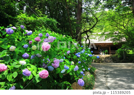 【山口県】阿弥陀寺のアジサイまつり（仁王門） 115389205