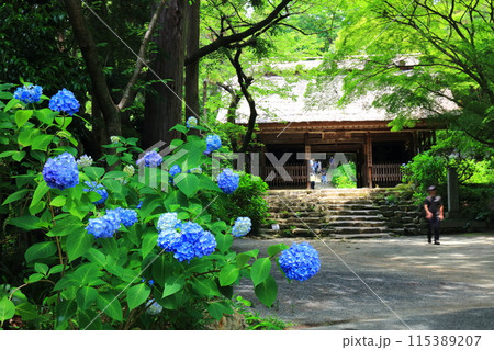 【山口県】阿弥陀寺のアジサイまつり(仁王門) 【山口県】阿弥陀寺のアジサイまつり(仁王門) 115389207