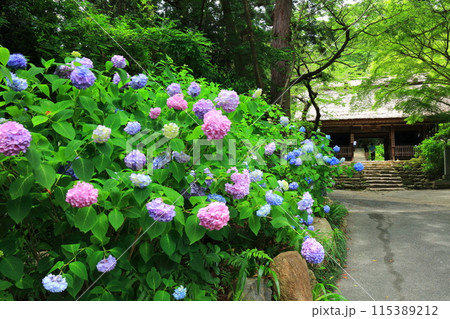 【山口県】阿弥陀寺のアジサイまつり(仁王門) 【山口県】阿弥陀寺のアジサイまつり(仁王門) 115389212