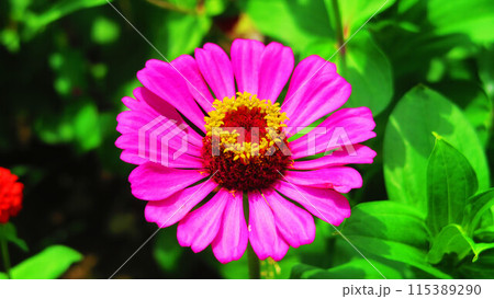 一輪のヒャクニチソウの花の風景 115389290