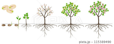 Cycle of growth of pistachio plant on a white background. Cycle of growth of pistachio plant on a white background. 115389490
