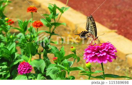 ヒャクニチソウとアゲハチョウのいる風景 115389698