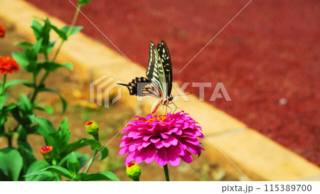 ヒャクニチソウとアゲハチョウのいる風景 ヒャクニチソウとアゲハチョウのいる風景 115389700