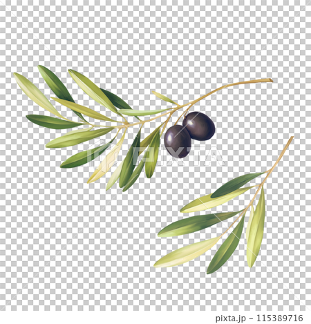 Olive branches sketch illustration, isolated on white Olive branches sketch illustration, isolated on white 115389716