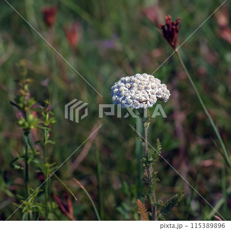 Achillea millefolium white flowers close-up. Floral background. Medicinal wild plants 115389896
