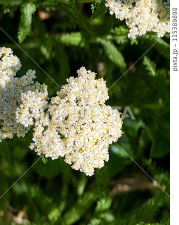 Achillea millefolium white flowers close-up. Floral background. Medicinal wild plants 115389898