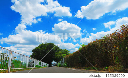 埼玉県川口市の芝川サイクリングロードと青空の風景 埼玉県川口市の芝川サイクリングロードと青空の風景 115389900