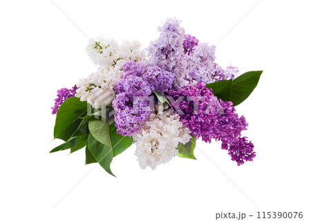 Fresh Lilac Bouquet on White Background 115390076