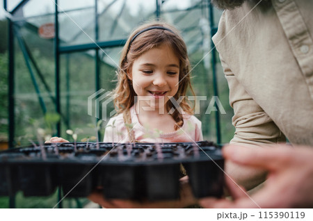 Fater and girl working together in garden, planting seedlings, spending time togeter, have shared hobby. Fatherhood and Father's Day concept. 115390119