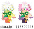 白とピンクの鉢植えの胡蝶蘭ベクターイラスト 115390223