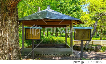 大阪城二の丸の蓮如上人袈裟懸けの松 115390489