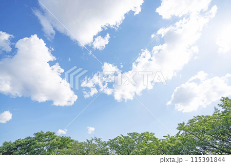 初夏の雲と木立 115391844
