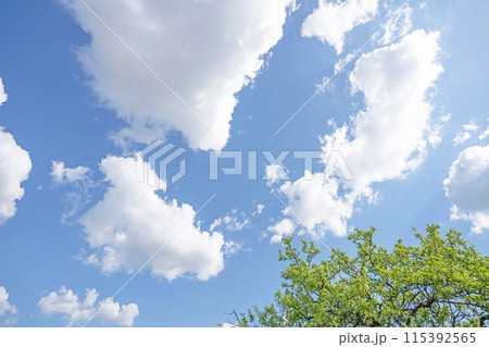 初夏の雲と木立 115392565