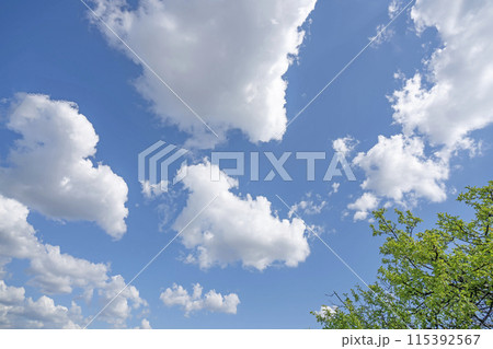 初夏の雲と木立 115392567