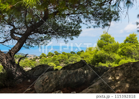 Pine trees on the hill 115392818