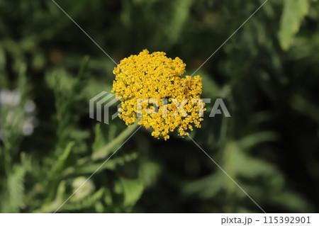 初夏の庭に咲くキバナノコギリソウの黄色い花 115392901