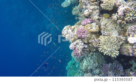 Egypt. Underwater photography of Coral reefs. The blue hole in Dahab Egypt. Underwater photography of Coral reefs. The blue hole in Dahab 115393587
