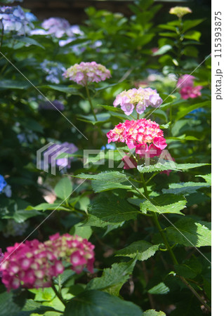 色とりどりの紫陽花 115393875