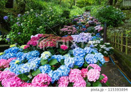 奈良県　長谷寺のあぢさゐ回廊 115393894