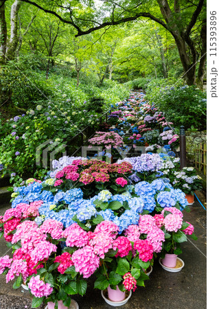 奈良県 長谷寺のあぢさゐ回廊 奈良県 長谷寺のあぢさゐ回廊 115393896