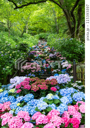 奈良県　長谷寺のあぢさゐ回廊 115393897