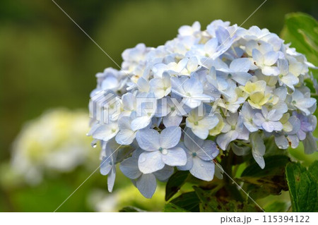 美しいアジサイの花 115394122