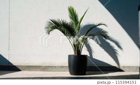 Creative layout of colorful palm leaves on a white background in the rays of the sun, with shadows. Minimal summer exotic concept with copy space Creative layout of colorful palm leaves on a white background in the rays of the sun, with shadows. Minimal summer exotic concept with copy space 115394151