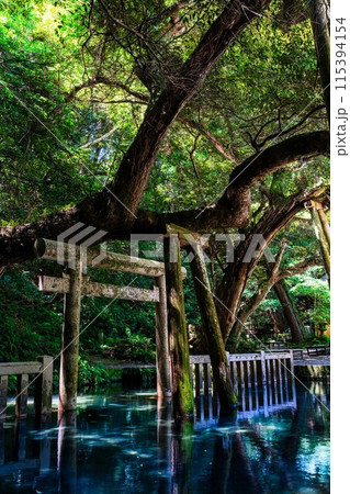 鹿島神宮 115394154