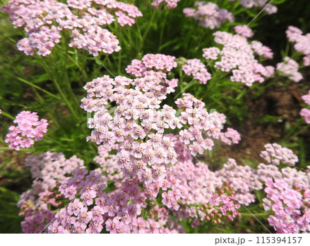 キク科の多年草「ヤロウ（西洋ノコギリソウ）」 115394157